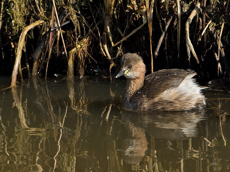 Tachybabtus ruficollis Dodaars Little Grebe